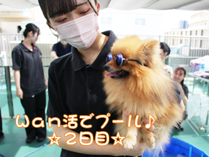 ドッグランでモデル犬とプール♪～２日目～